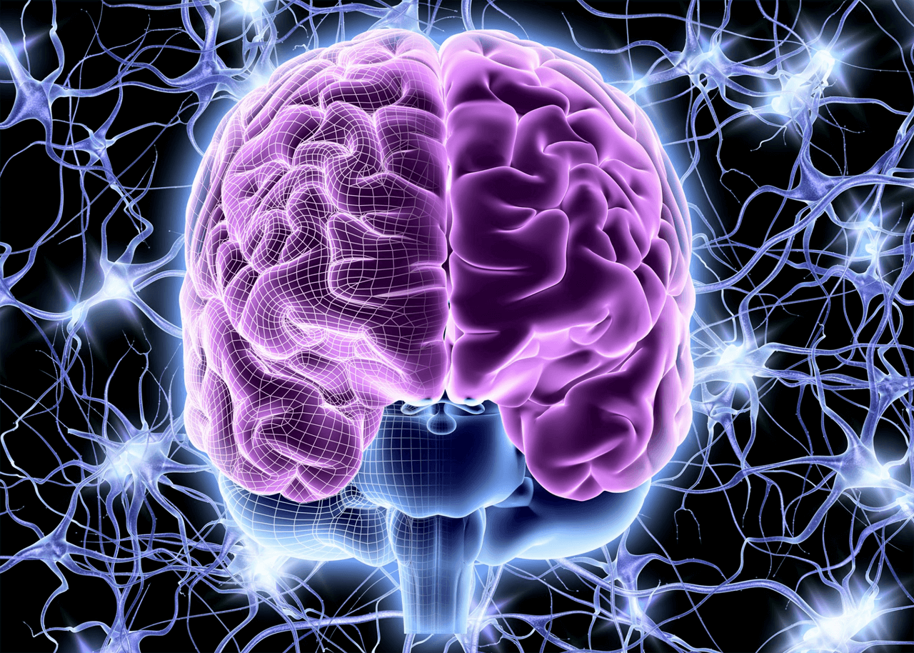 a purple and blue brain