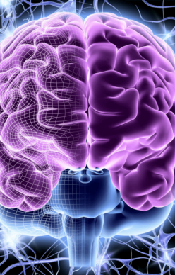 Brain-Regeneration-Therapy Image showing Brain and its functioning in human body.